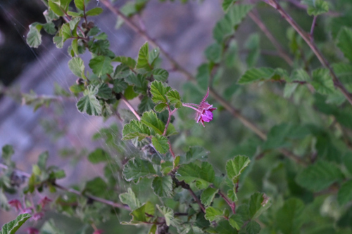Rubus subornatus