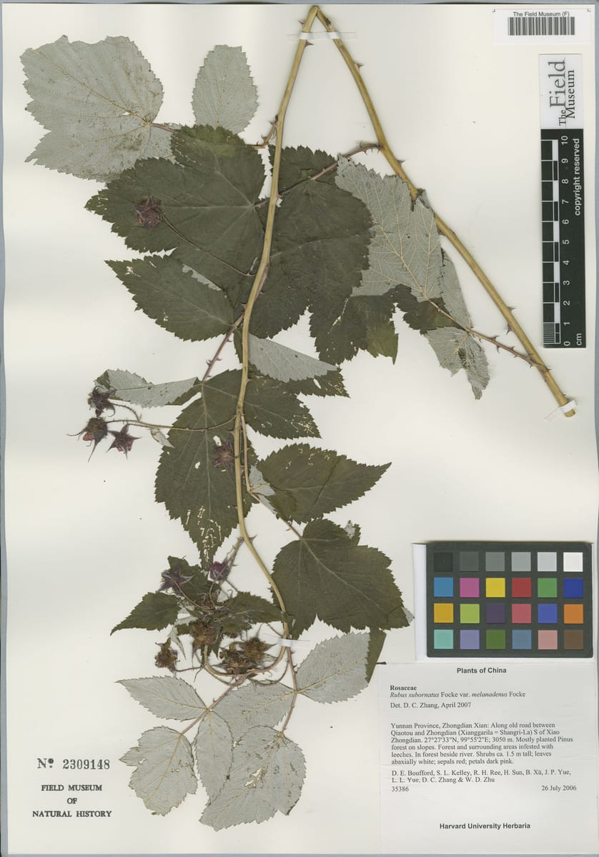 Rubus subornatus — photo