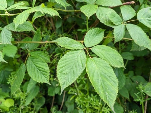 Rubus sulcatus — photo