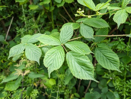 Rubus sulcatus