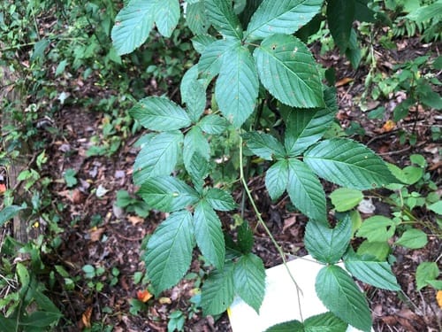 Rubus suus (Branched blackberry) — photo