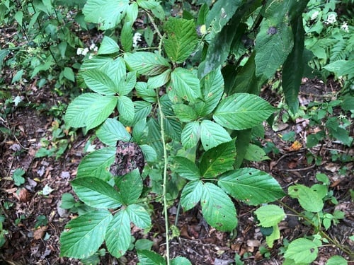 Rubus suus