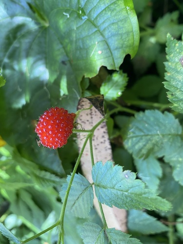 Rubus tagallus — photo