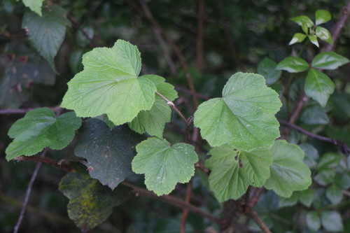Rubus tephrodes — photo