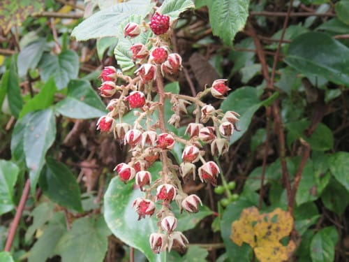Rubus tephrodes — photo