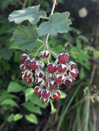 Rubus tephrodes