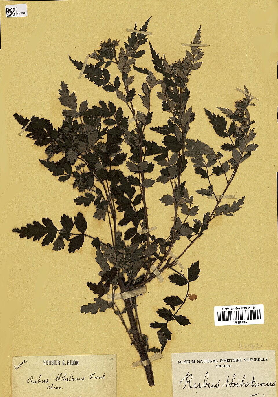 Rubus thibetanus (Xi zang xuan gou zi) — photo