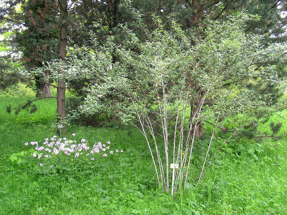Rubus thibetanus