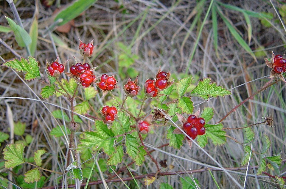 Rubus thunbergii
