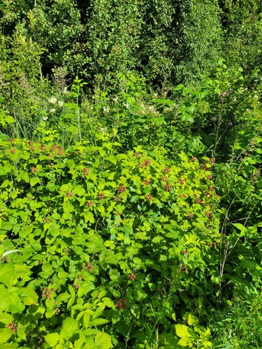 Rubus tomentosus (Yellowberry) — photo