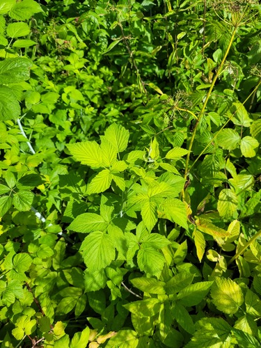 Rubus tomentosus (Yellowberry) — photo