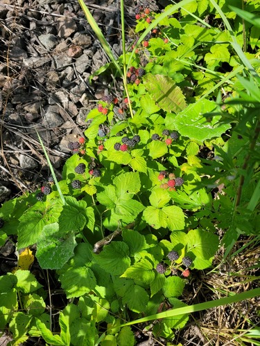 Rubus tomentosus