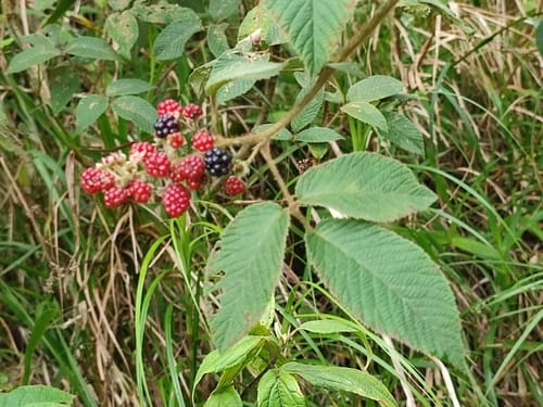 Rubus trichomallus — photo