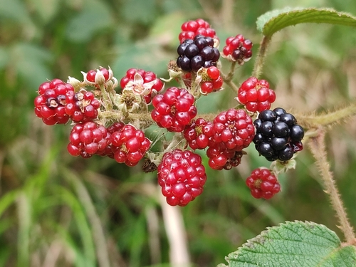 Rubus trichomallus