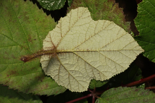 Rubus tricolor (Creeping bramble) — photo