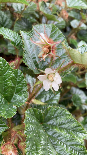 Rubus tricolor (Creeping bramble) — photo