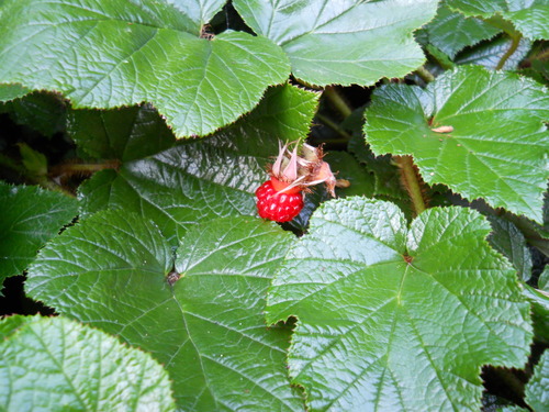 Rubus tricolor