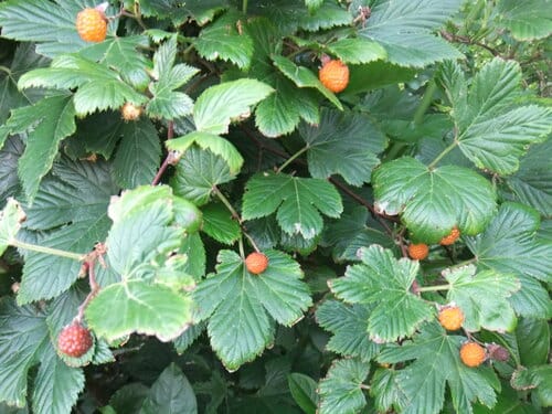 Rubus trifidus — photo
