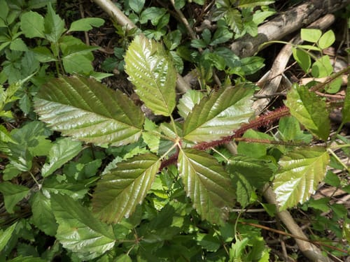 Rubus trivialis (Southern dewberry) — photo