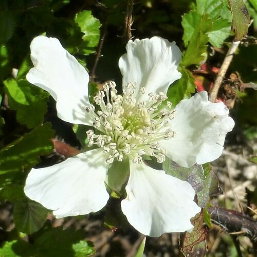 Rubus trivialis