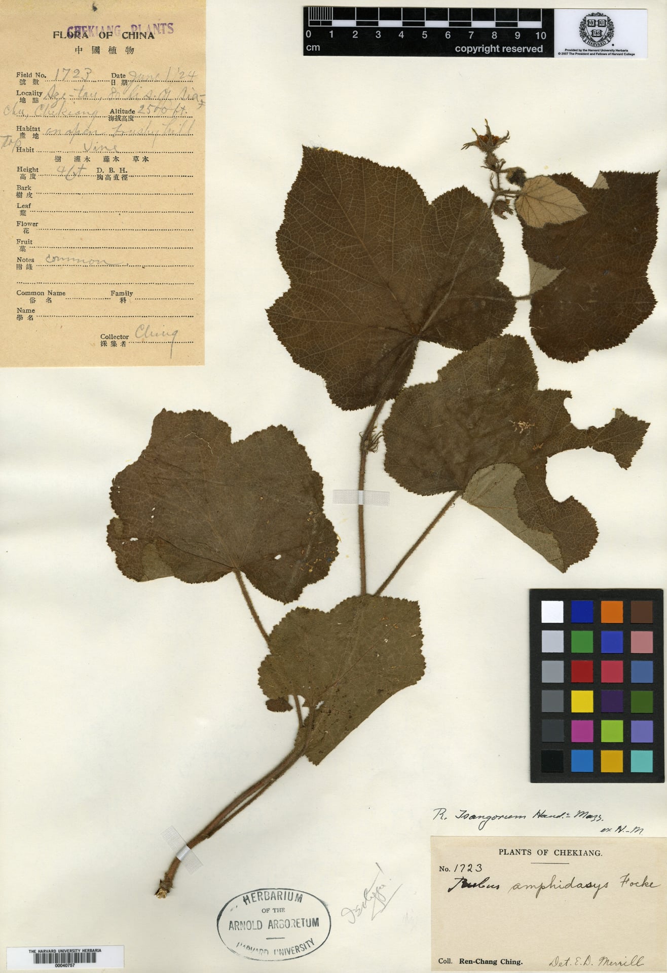 Rubus tsangorum