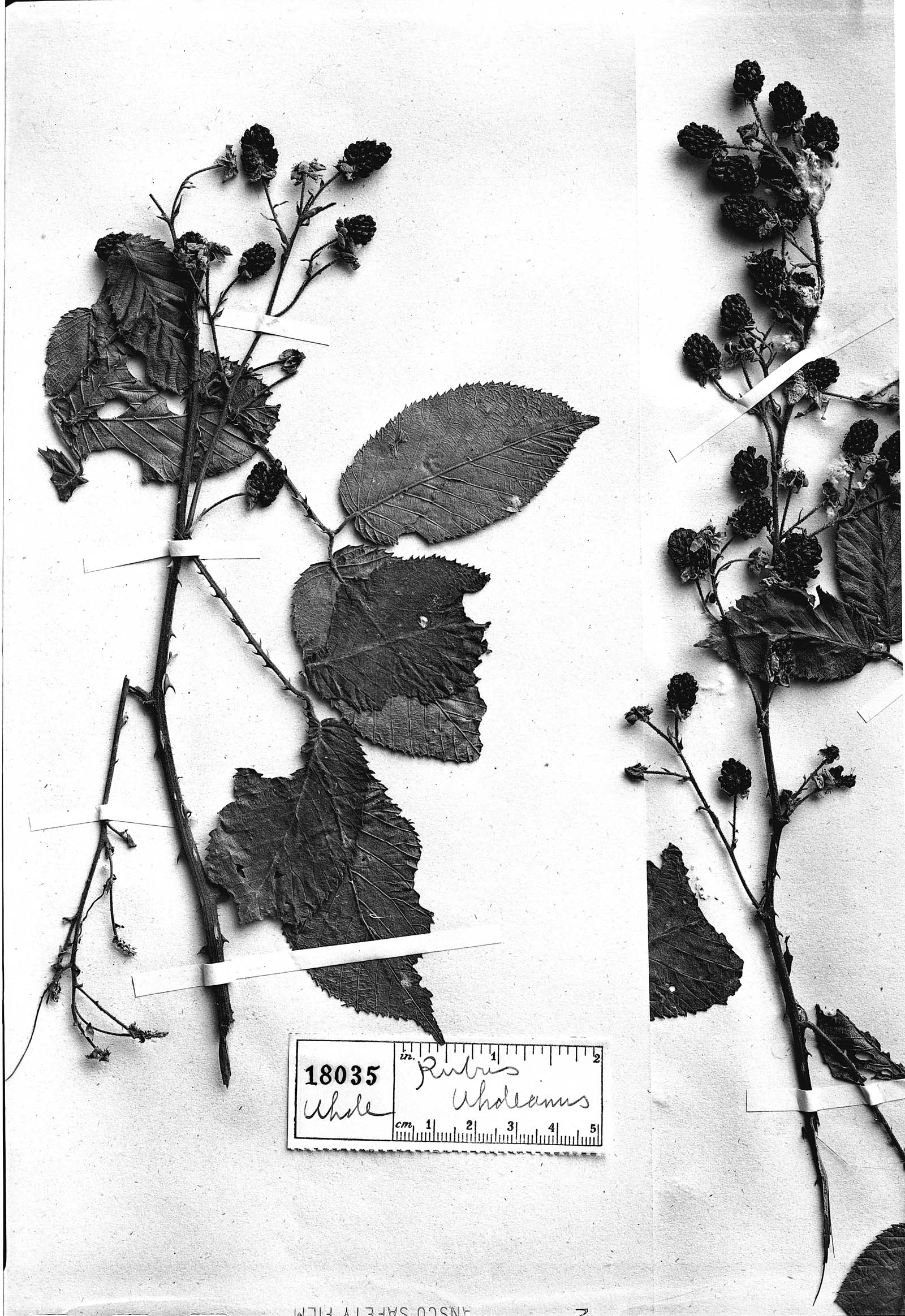 Rubus uhdeanus — photo