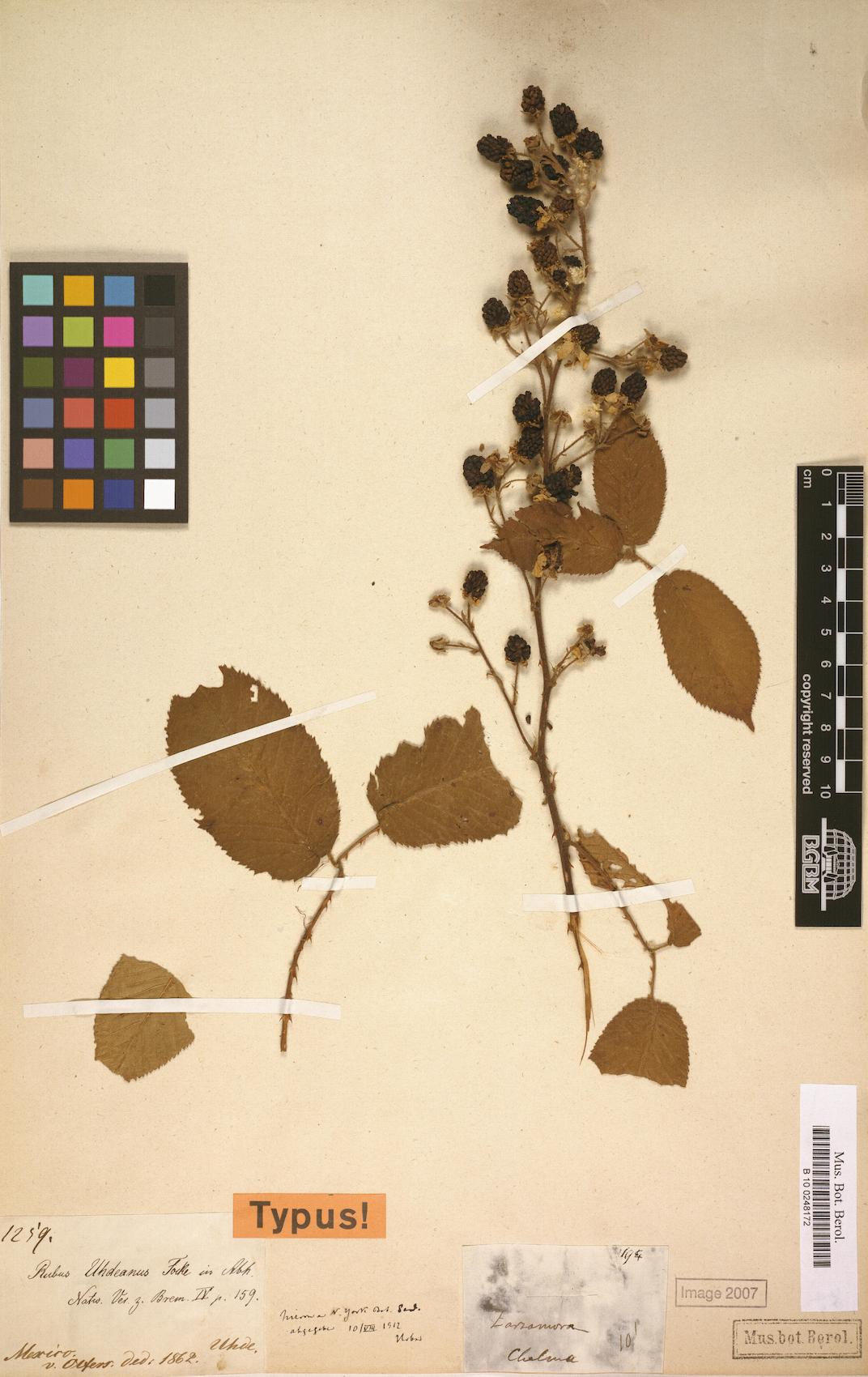 Rubus uhdeanus