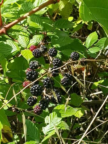 Rubus ulmifolius (Evergreen Thornless blackberry) — photo