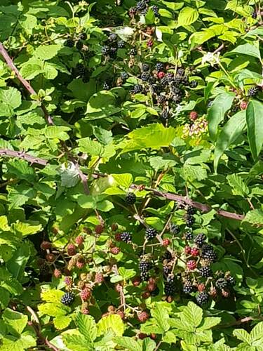Rubus ulmifolius (Evergreen Thornless blackberry) — photo