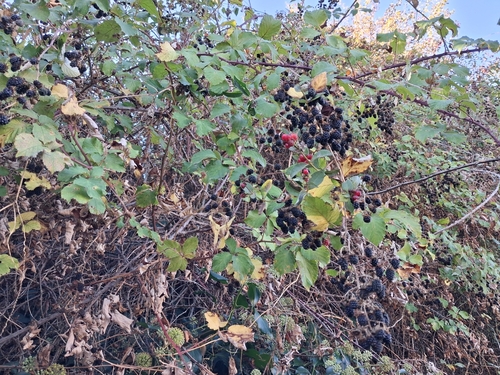 Rubus ulmifolius