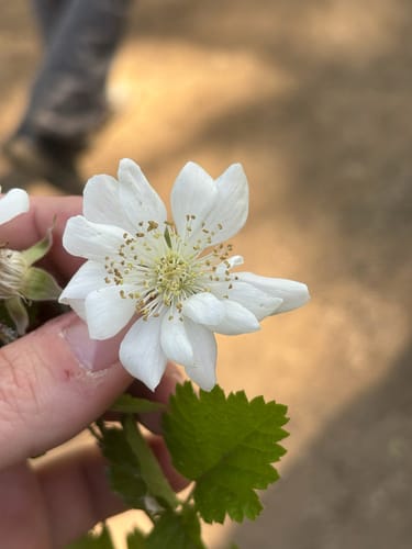 Rubus ursinus (California blackberry) — photo