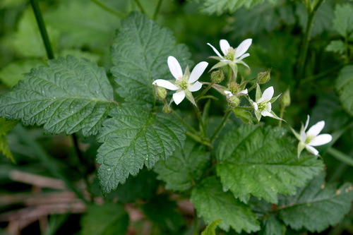 Rubus ursinus subsp. macropetalus (California blackerry) — photo