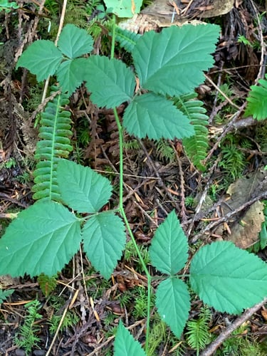 Rubus ursinus x idaeus (Thornless boysenberry) — photo
