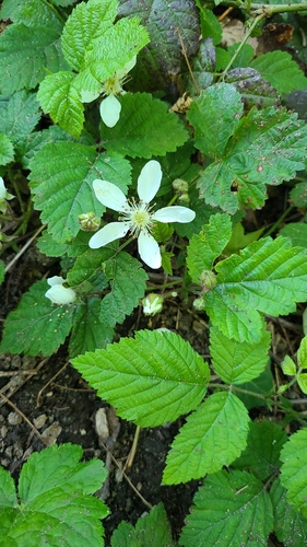 Rubus ursinus (California blackberry) — photo