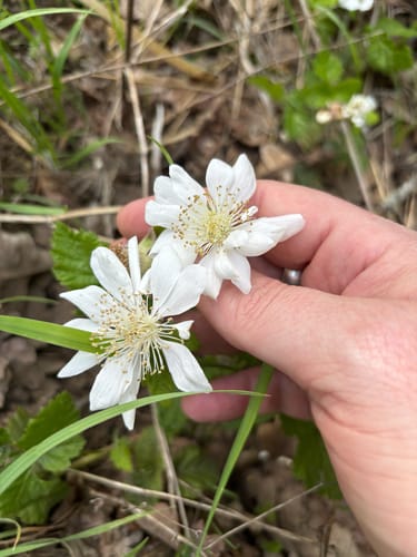 Rubus ursinus (California blackberry) — photo