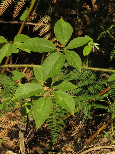 Rubus urticifolius — photo