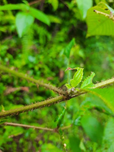 Rubus urticifolius — photo
