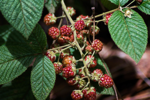 Rubus urticifolius