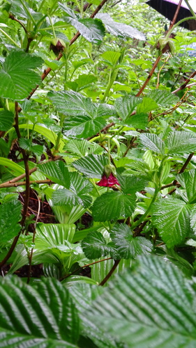 Rubus vernus — photo