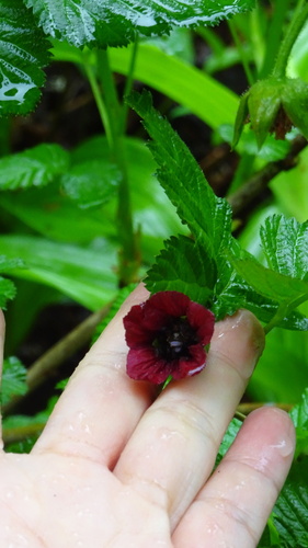 Rubus vernus — photo
