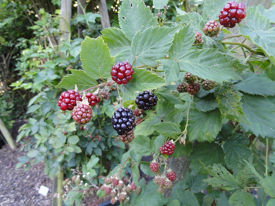 Rubus vigorosus — photo