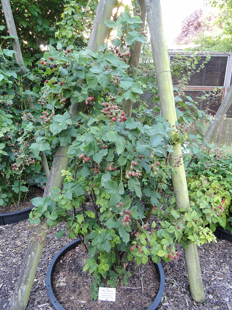Rubus vigorosus