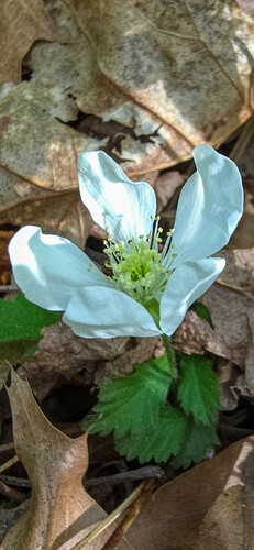 Rubus villosus (Low-running blackberry) — photo