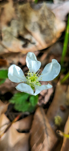 Rubus villosus (Low-running blackberry) — photo