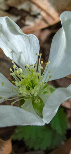 Rubus villosus
