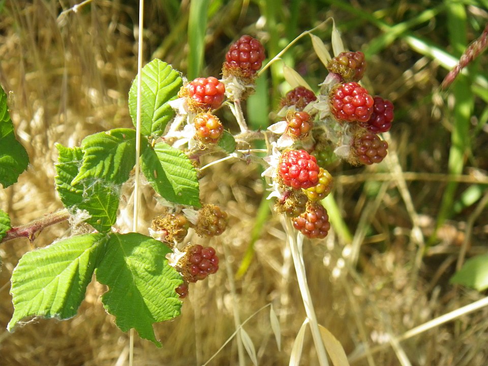Rubus vitifolius (Californian blackberry) — photo