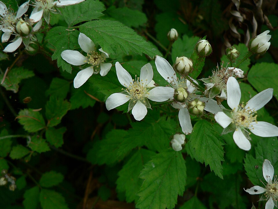 Rubus vitifolius