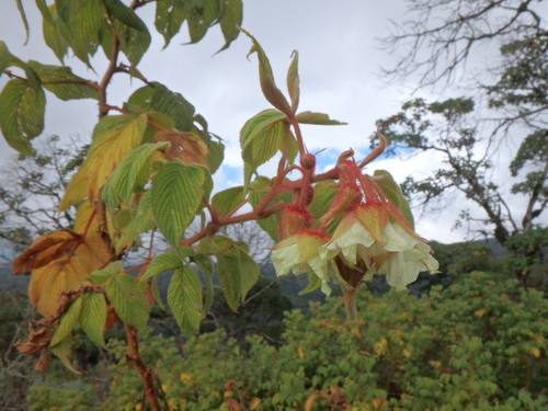 Rubus volkensii
