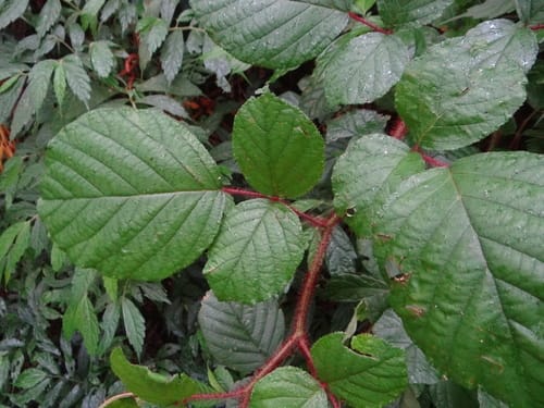 Rubus wallichianus — photo
