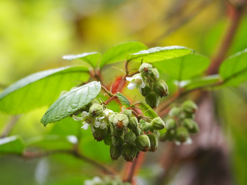 Rubus wallichianus
